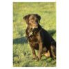 Benji & Flo Superior Padded Leather Dog Collar - Image 2