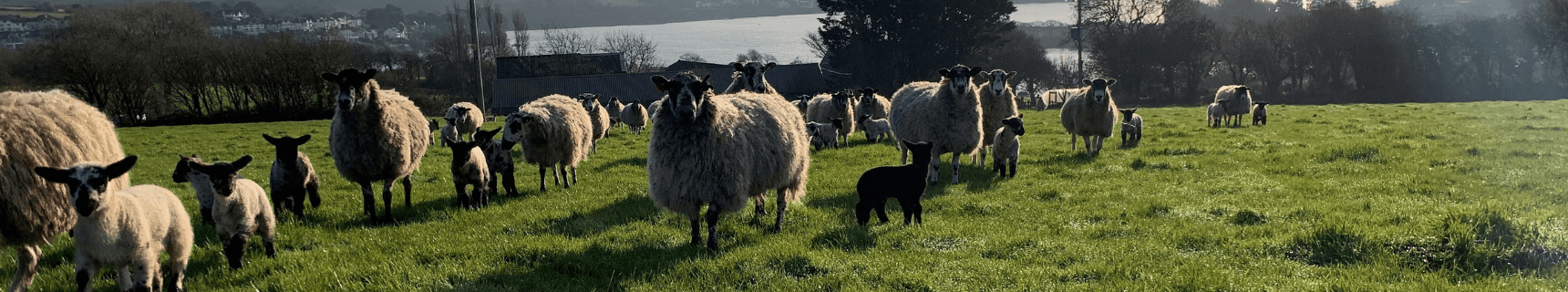 Provita Lamb Colostrum Individual Head Image