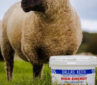 A sheep standing next to a bucket of Dallas Keith Energy All-In-One lick bucket