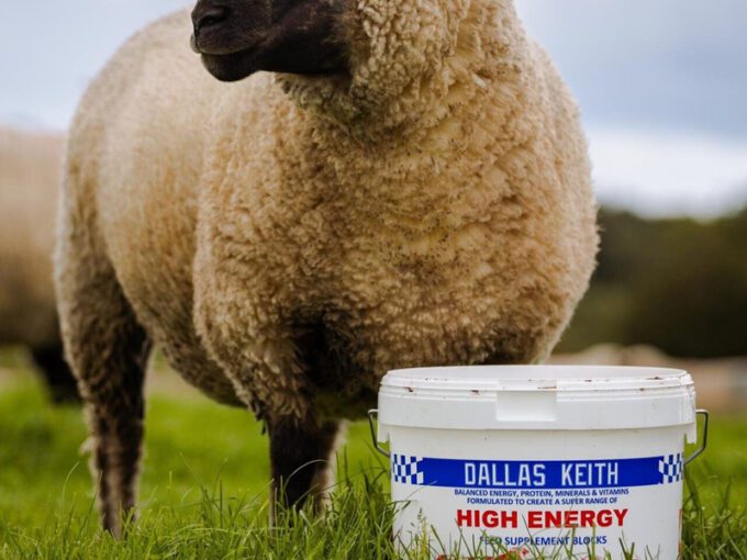 A sheep standing next to a bucket of Dallas Keith Energy All-In-One lick bucket