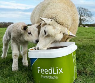 Dallas Keith FeedLix Lambing Bucket