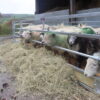Bateman Sheep Feeding - Image 4