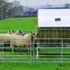 Bateman Sheep Feeding