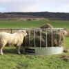 Bateman Sheep Feeding - Image 5