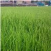 All-Purpose Amenity/Heavy Duty Grass Seed Mix - Image 2