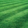 All-Purpose Amenity/Heavy Duty Grass Seed Mix - Image 3