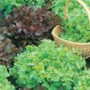 Garden Value Vegtable Seeds - Image 36