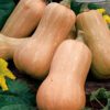 Garden Value Vegtable Seeds - Image 67