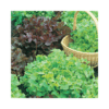 Garden Value Vegtable Seeds