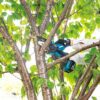 Makita DUC101Z 18V LXT Cordless Pruning Saw - Image 10