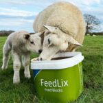 Ewe with lamb eating from a Dallas Keith Lambing Bucket