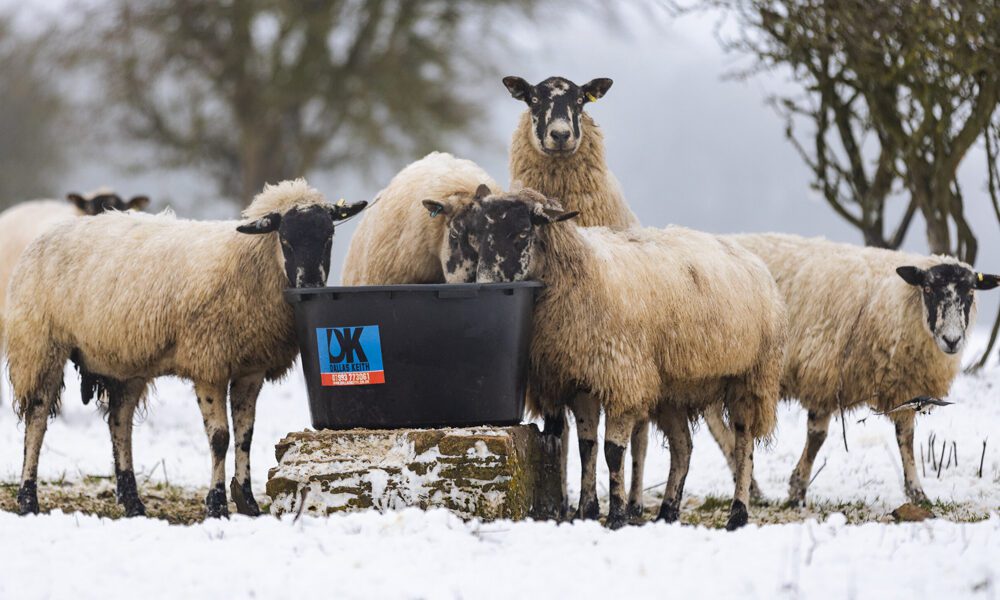 Small flock of sheep in the snow gathered around a Dallas Keith bucket