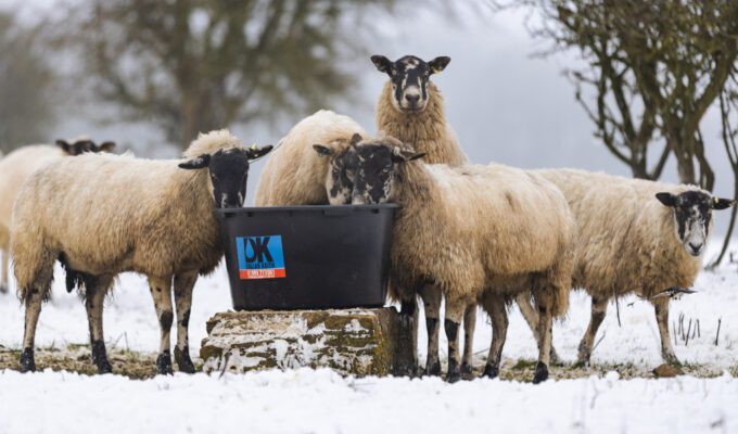 Small flock of sheep in the snow gathered around a Dallas Keith bucket