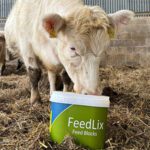 Calf eating from a Dallas Keith Feedlix bucket